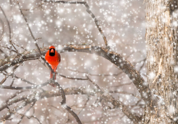 red northern male cardinal sitting on tree branch in snow strorm