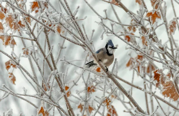 Pájaro Sentado Una Rama Árbol Invierno — Foto de Stock