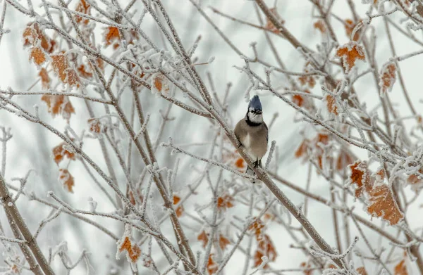 Πουλί Που Κάθεται Κλαδί Δέντρου Χειμώνα — Φωτογραφία Αρχείου