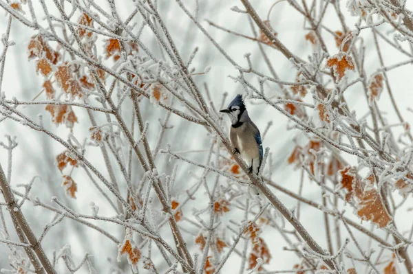 Uccello Seduto Ramo Albero Inverno — Foto Stock