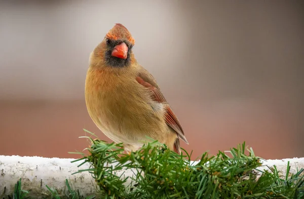 Großaufnahme Weibliche Nördliche Kardinalvogel Steht Auf Birkenstamm Grünen Immergrünen Zweigen — Stockfoto