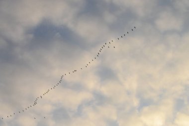 Kuşlar gökyüzünde uçuyor
