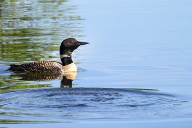 Kuzey Minnesota 'nın mavi göl sularında tek başına yüzen bir dalgıç kuşu.