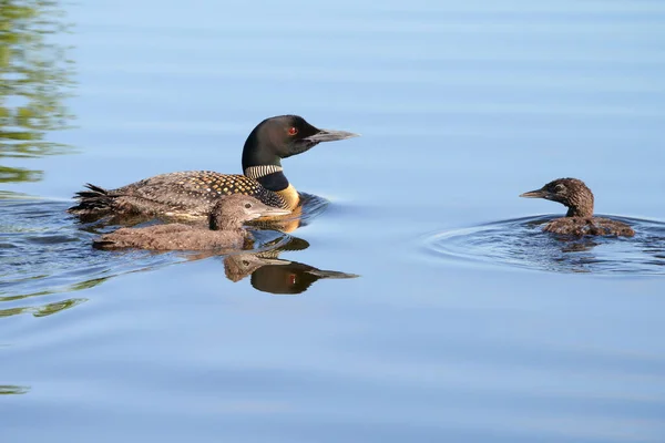 Loons Comuns Grande Mergulhador Norte Nadando Juntos Grand Rapids Minnesota — Fotografia de Stock