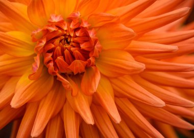 Güzel çiçek. Yaklaş.