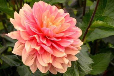 Güzel çiçek. Yaklaş.