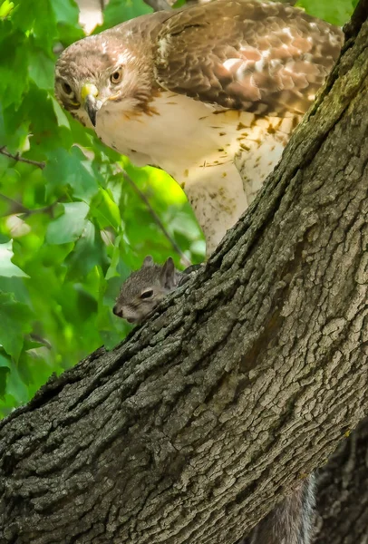 Écureuil Oiseau Proie Sur Arbre — Photo