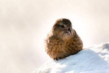 Güneşli bir günde kar üzerinde küçük sevimli bir kuş.