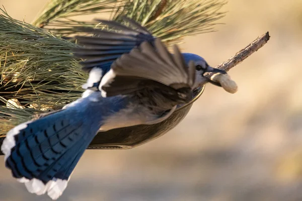 Lindo Pajarito Con Cacahuete Pico Volando Sobre Ramita Pino Aire — Foto de Stock