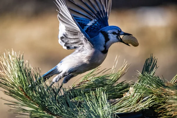 Lindo Pajarito Con Cacahuete Pico Volando Sobre Ramita Pino Aire —  Fotos de Stock