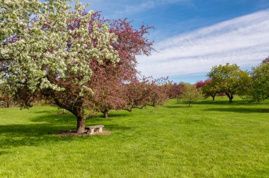 Tarlada çiçek açan güzel bir ağaç. 