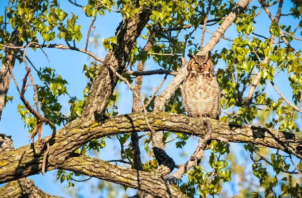 Great Horned Owl View — Stock Photo, Image