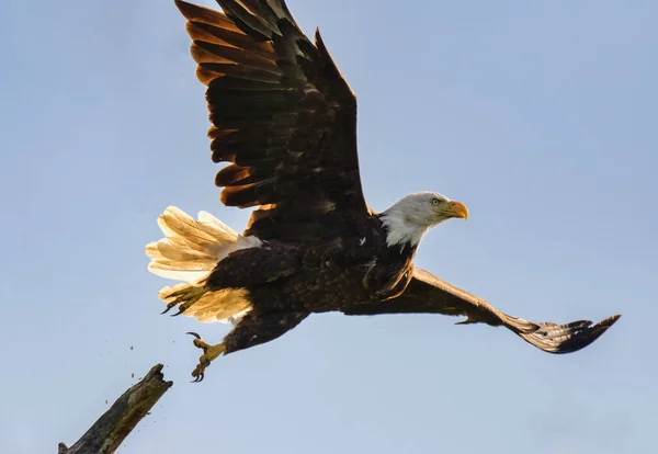 Skallig Örn Flyger Blå Himmel — Stockfoto