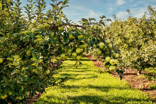 Apfelgarten Sonnigem Sommertag — Stockfoto