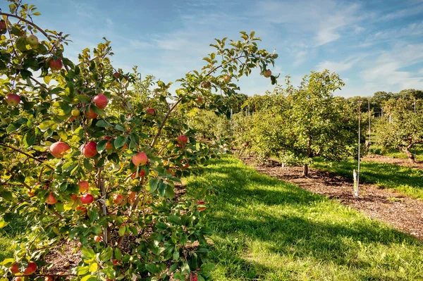 晴れた夏の日にリンゴ園 — ストック写真
