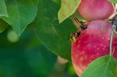 Eşek arıları olgun kırmızı elmayı yiyor.