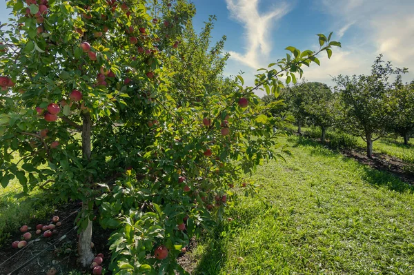 Apfelgarten Sonnigem Sommertag — Stockfoto