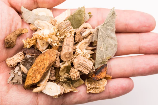 Holding Chinese traditional herbs. — Stock Photo, Image