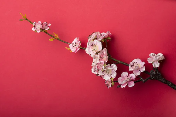 Decoración de año nuevo chino. — Foto de Stock