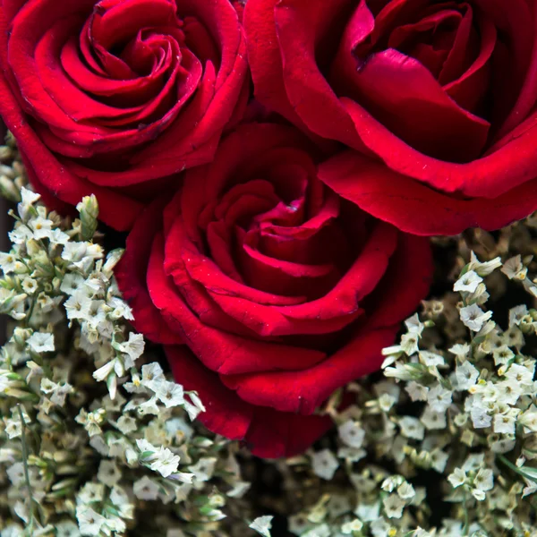 Hermosas flores — Foto de Stock