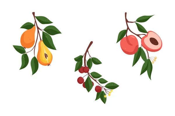 Kolekce Ovocem Větev Hruškami Větvičky Třešněmi Pobočka Broskvemi Vektorová Ilustrace — Stockový vektor