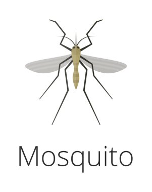 Anopheles sivrisinek vektör illüstrasyon