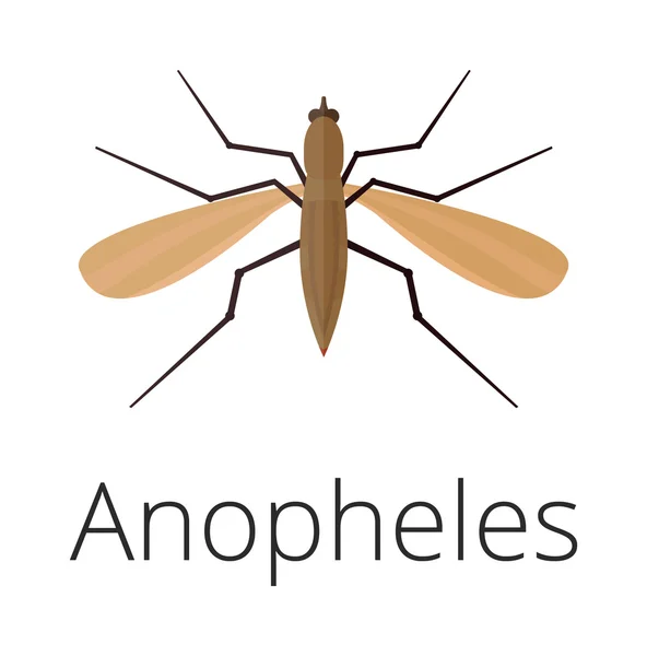Anopheles szúnyog vektor illusztráció — Stock Vector
