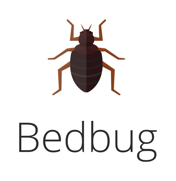 Bedbug parasite vector illustration. — Stock Vector