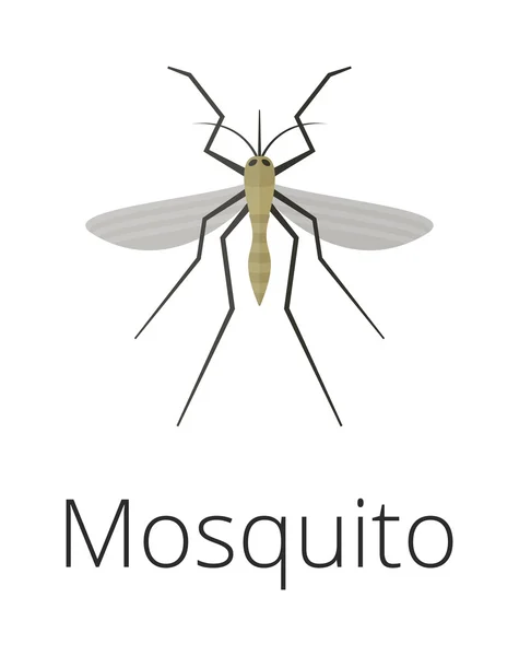 Anopheles απεικόνιση διάνυσμα κουνουπιών — Διανυσματικό Αρχείο