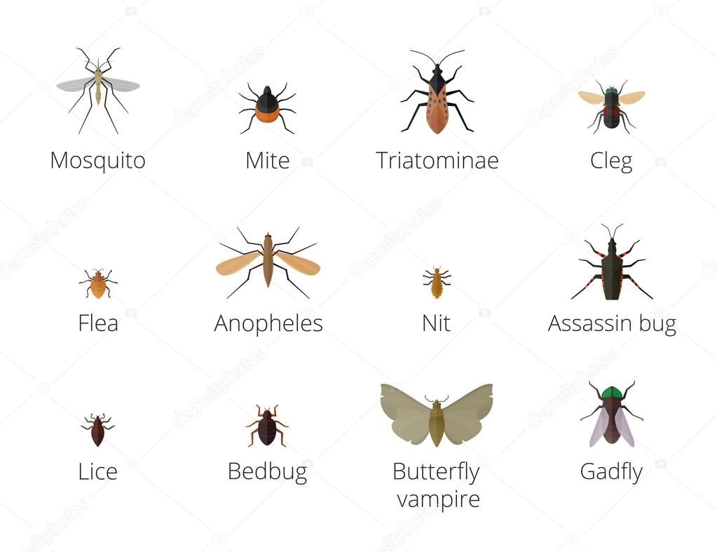 Insect parasites vector.