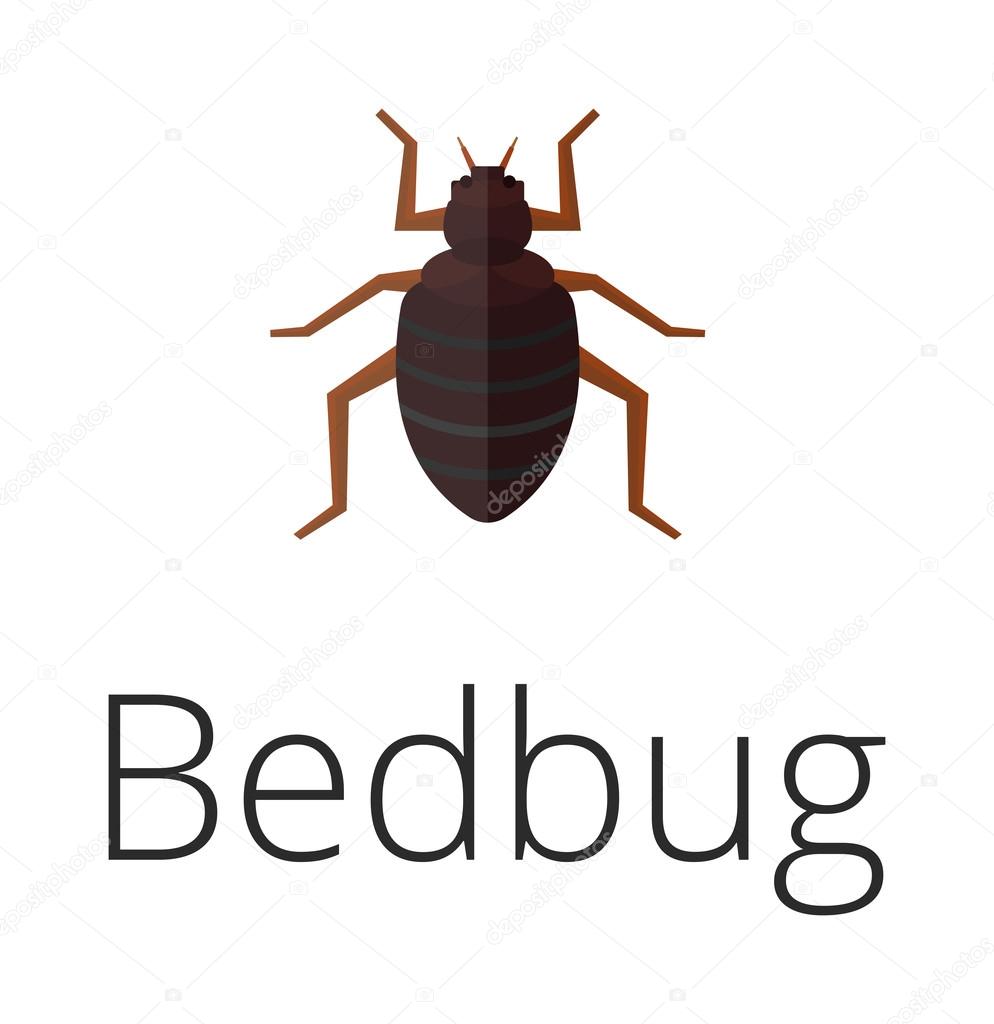 Bedbug parasite vector illustration.