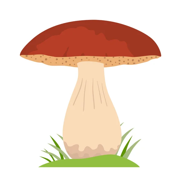 Mushrooms vector cartoon Illustration on white background — Stock Vector