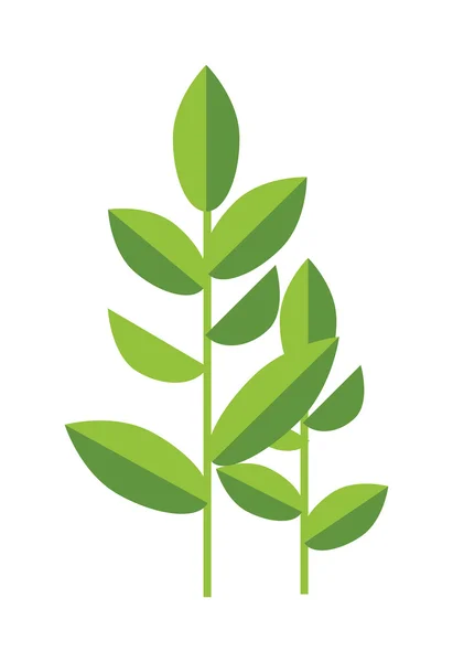 Nature tea plant green vector leaves isolated on white. — Stock Vector