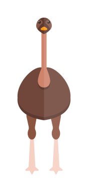 Big ostrich australia bird cartoon flat illustration.