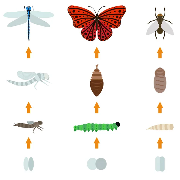 Vida de nacimiento de insectos — Archivo Imágenes Vectoriales