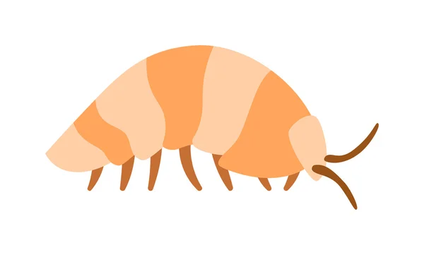 Beetle wood louse exoskeleton armadillo armor insect flat vector. — Stock Vector