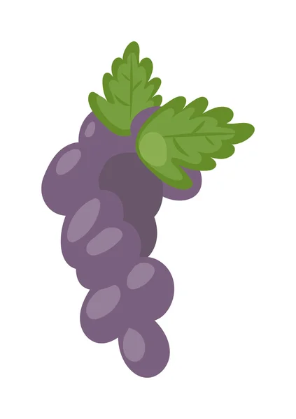 Azul húmedo Isabella uvas racimo aislado vid fruta naturaleza baya dieta saludable vector de alimentos . — Vector de stock