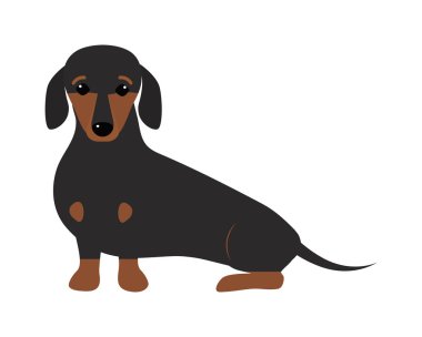 Dachshund Köpek oyun safkan doğurmak, kahverengi köpek yavrusu köpek vektör.