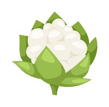 Taze yeşil brokoli beyaz arka plan vejetaryen izole, ham, sağlıklı gıda vektör.