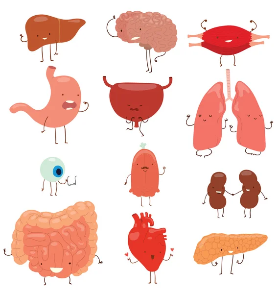 Human organs vector set — Stock Vector