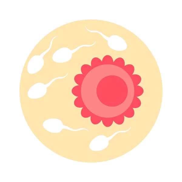 Ovum fertilization vector illustration. — Stock Vector