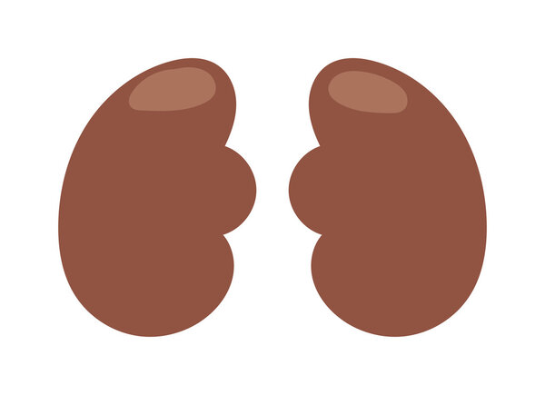 векторная иллюстрация почек человека
.