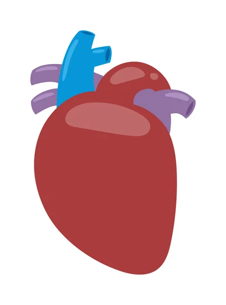 Ilustrasi vektor jantung manusia . - Stok Vektor