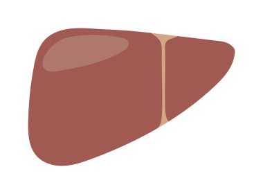 insan karaciğer vektör.