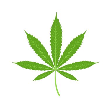 Esrar marihuana yaprağı ikon vektör illüstrasyonu.