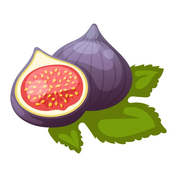 Vijgen fruit vector. — Stockvector