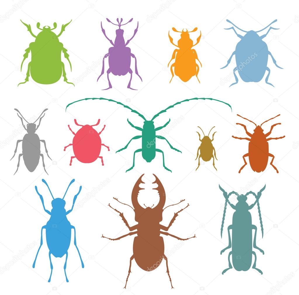 Colorful insects biology collection