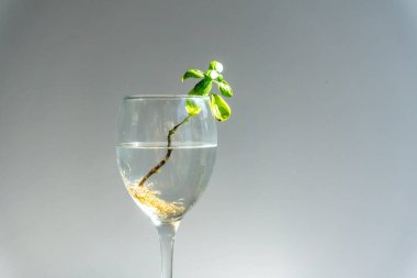 Şarap fıçısında kök salmış fesleğen. Suda bir sürü kök var. Yeni hayat konsepti. Bitki yetiştiriyor. Umut. metin alanı.