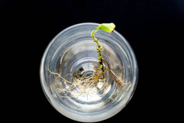 Şarap fıçısında kök salmış fesleğen. Suda bir sürü kök var. Yeni hayat konsepti. Bitki yetiştiriyor. Umut. metin alanı.