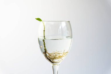 Basil with roots in water in wine galss. Many roots in water. new life concept. plant growing. Hope. text space. clipart